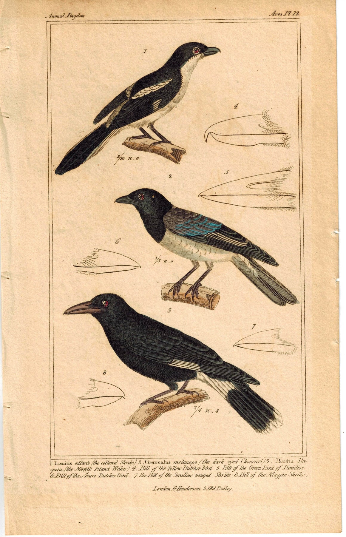 Birds Collared Shrike Dark Eyed Choucari & Norfolk Island Waker 1837 Color Print