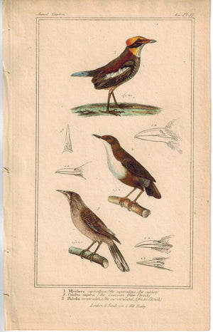 Birds Ant-catcher Waterthrush & African Trush 1837 Engraved Cuvier Print