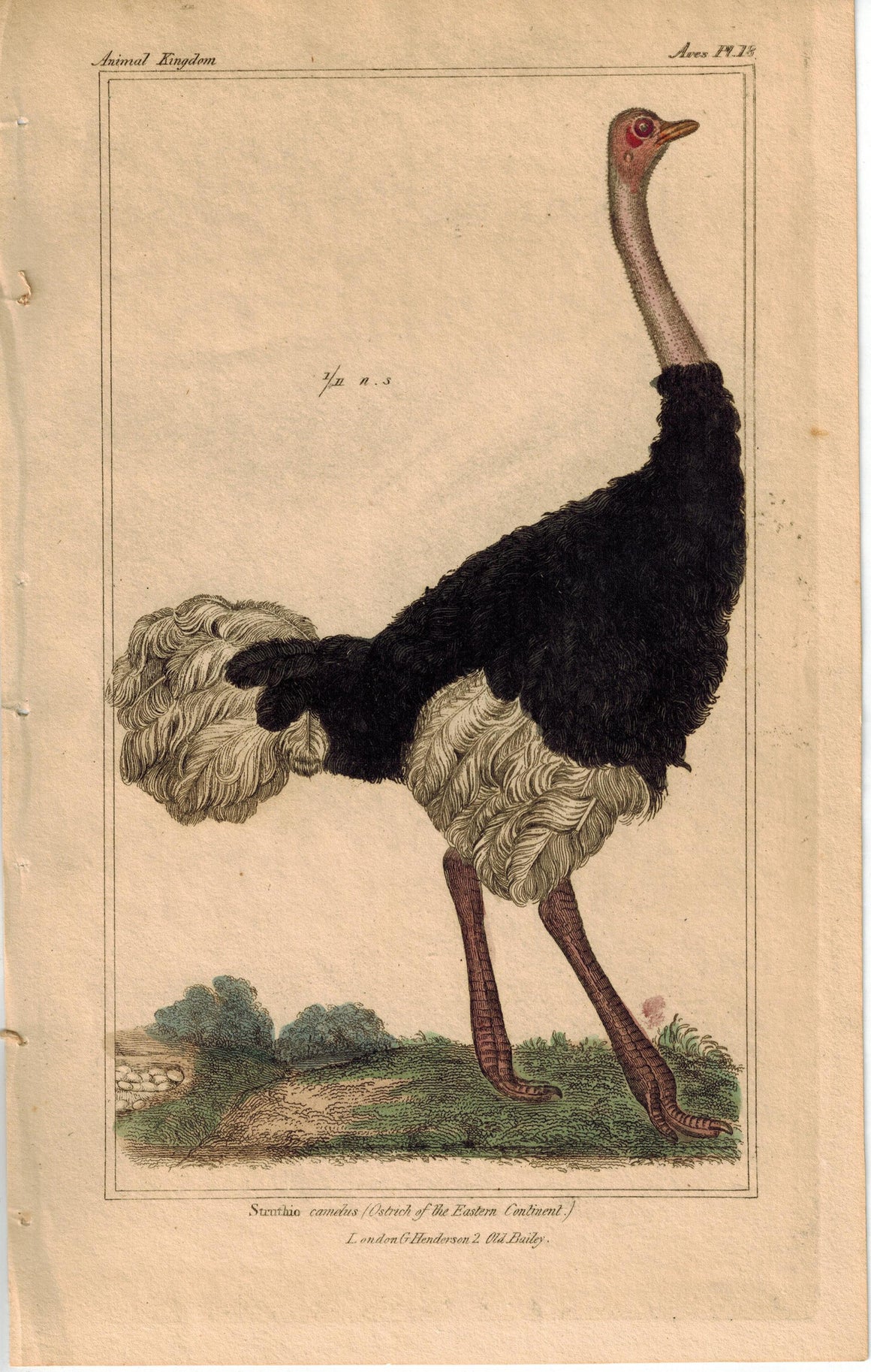 Birds Ostrich of the Eastern Continent Struthio Camelus 1837 Cuvier Print