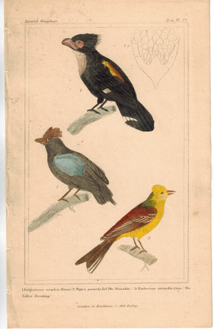 Birds Eurylaimus Pipra Manakin & Emberiza Yellow Bunting 1837 Cuvier Print