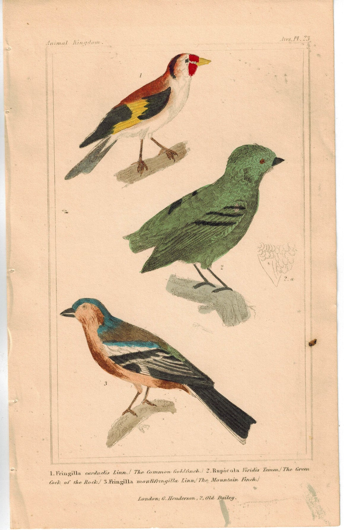 Birds Common Goldfinch Green Cock of the Rock & Mountain Finch Cuvier Print