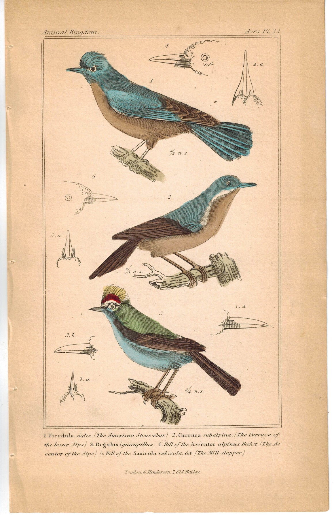Birds American Stone-chat & Gurruca of the lesser Alps 1837 Cuvier Print
