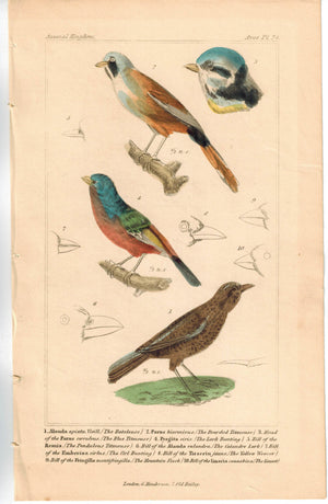 Birds Alauda apiata Bearded Reedling & Lark Bunting Sparrow Cuvier Print