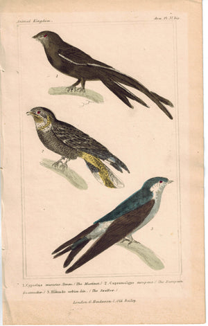 Birds Martinet European Goatsucker & Swallow 1837 Engraved Cuvier Print