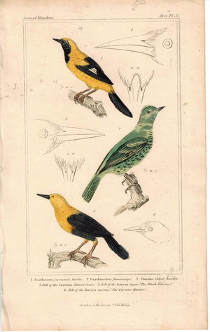 Birds Gmelin & Flammiceps 1837 Antique Engraved Cuvier Print