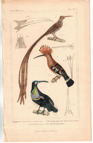 Birds Africa Hoopoe New Guinea Hoopoe & Splendid Epimachus 1837 Cuvier Print