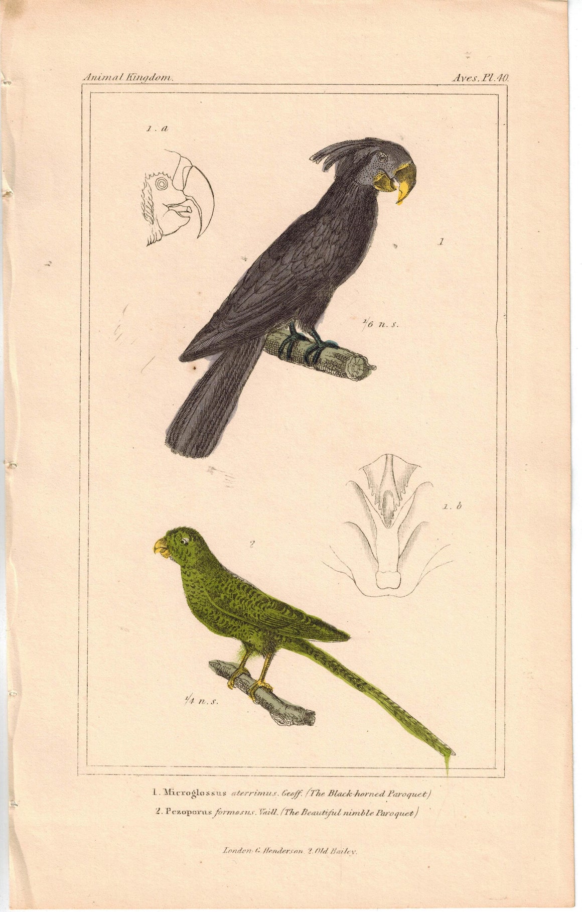 Birds Black-Horned Paroquet & Beautiful Nimble Paraquet 1837 Cuvier Print