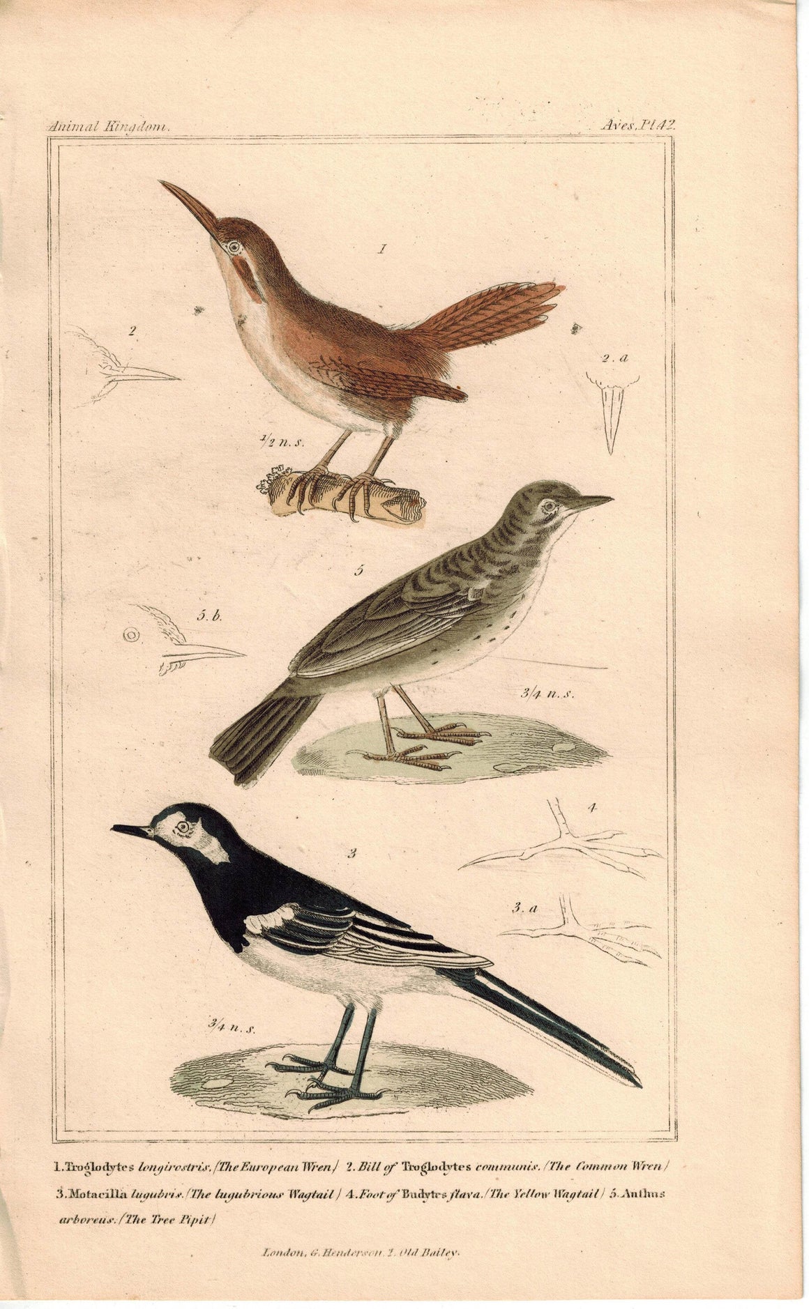Birds European Wren Wagtail & Tree Pipit 1837 Antique Engraved Cuvier Print
