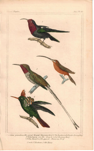Birds Hummingbird Family 1837 Antique Engraved Cuvier Print