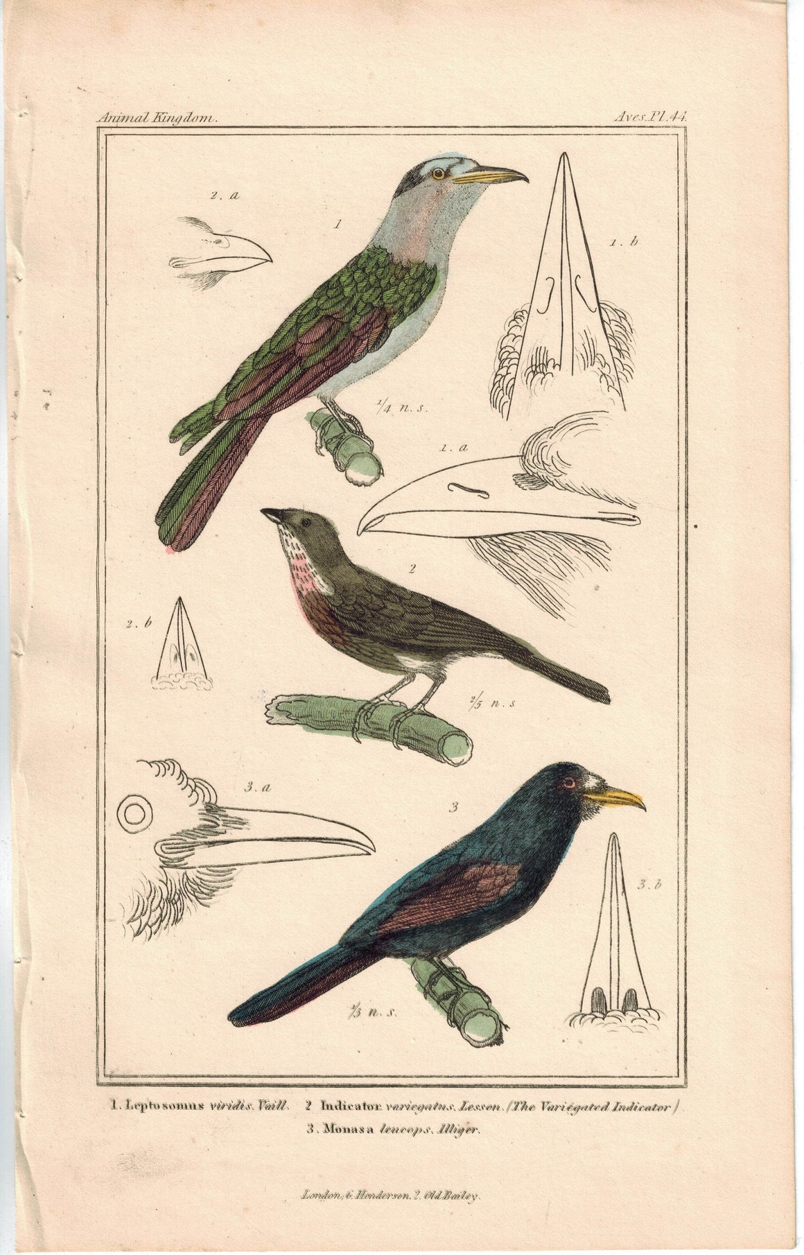 Birds Leptosomus Vaill & Variegated Indicator 1837 Engraved Cuvier Print