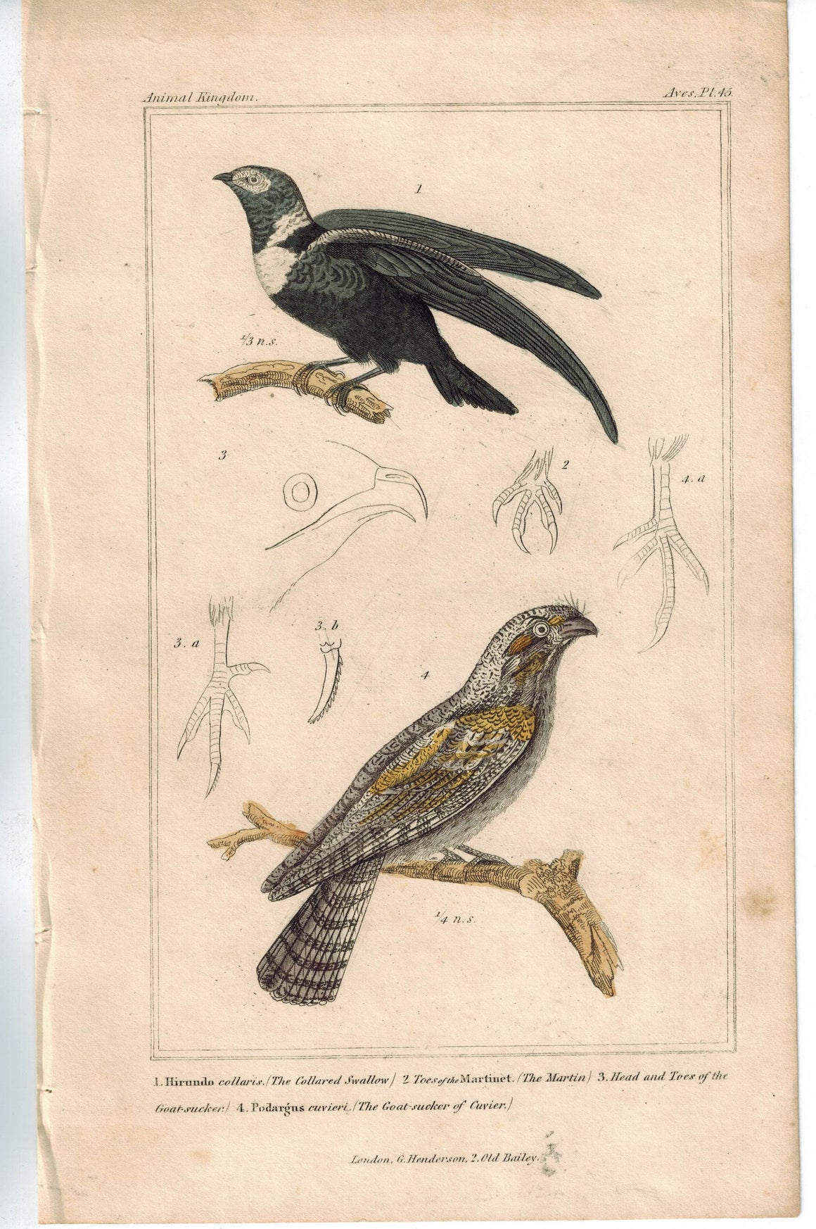 Birds Collared Swallow & Goat-sucker of Cuvier 1837 Antique Cuvier Print