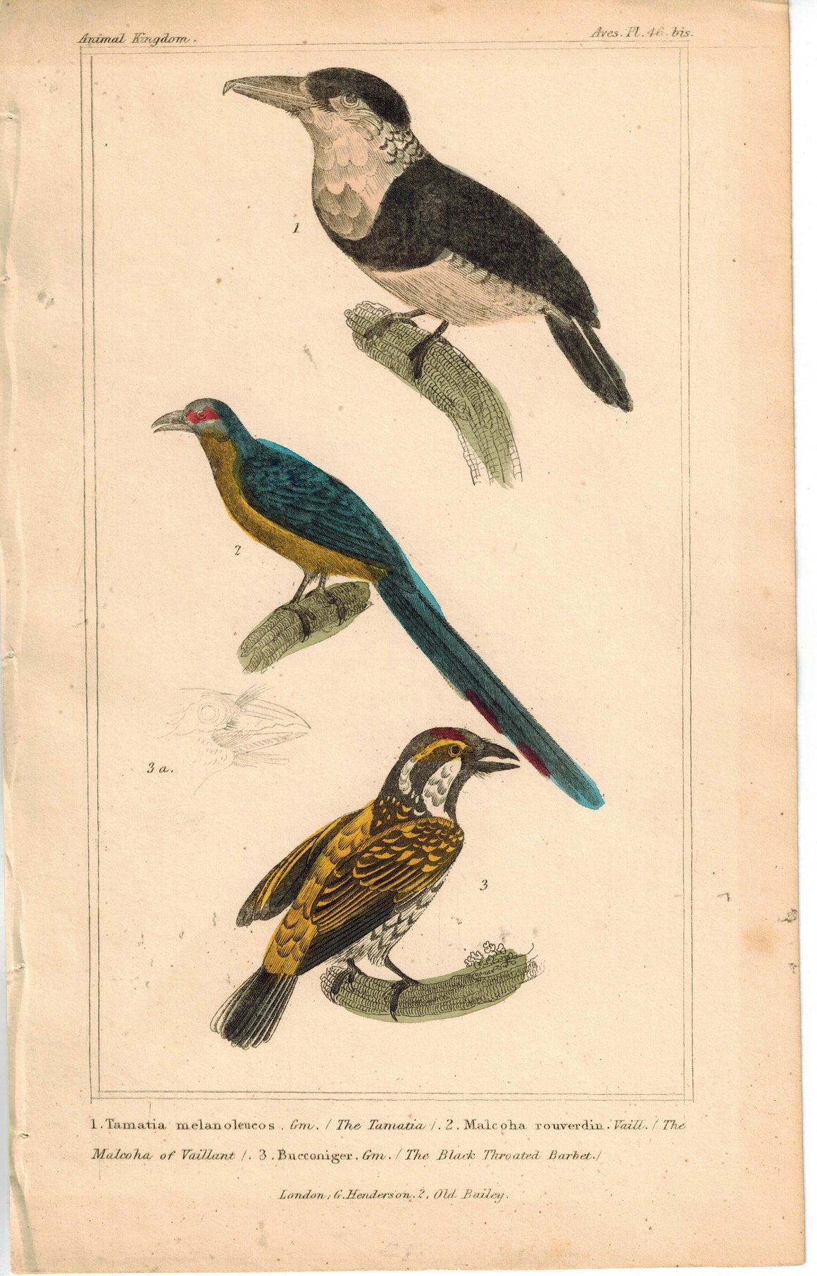 Birds Tamatia Malkoha & Black Throated Barbet 1837 Engraved Cuvier Print