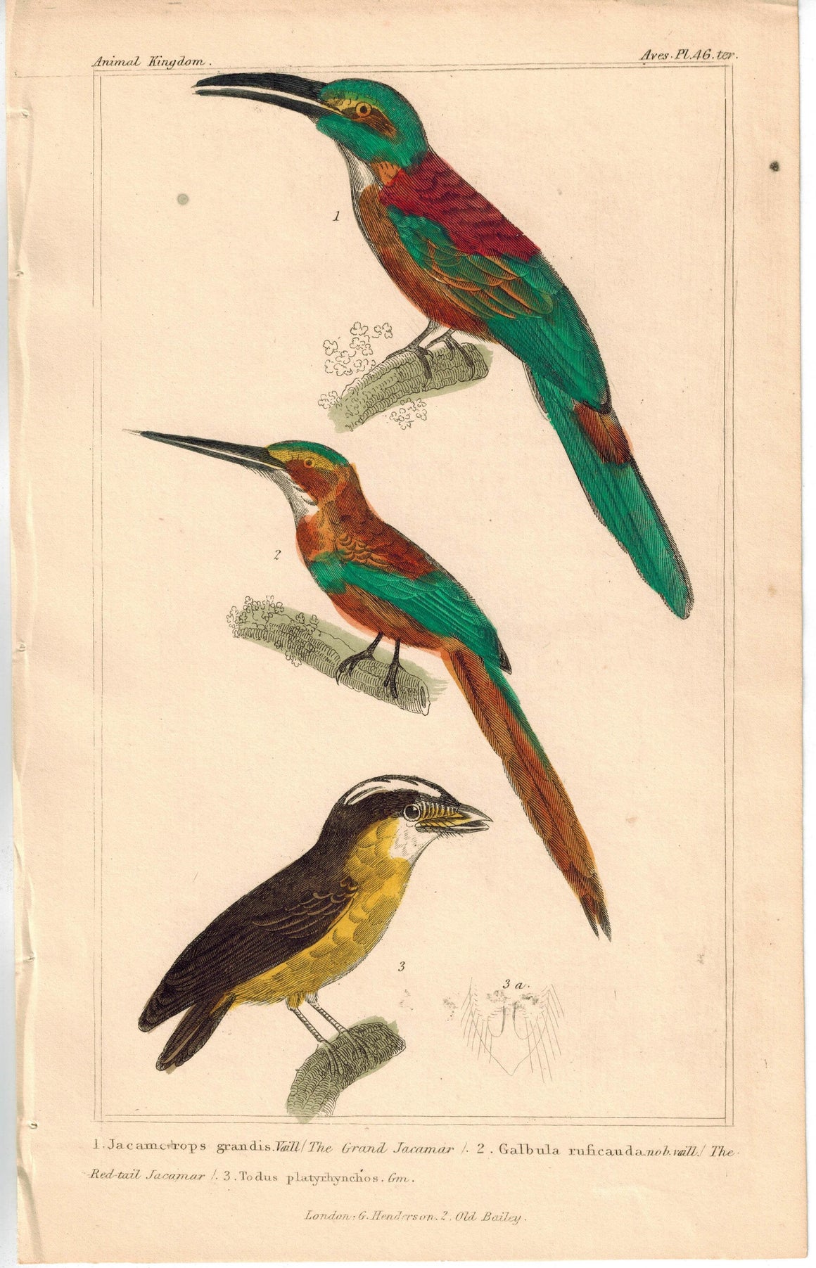 Birds Grand Jacamar Red-tail Jacamar & Tody 1837 Engraved Cuvier Print