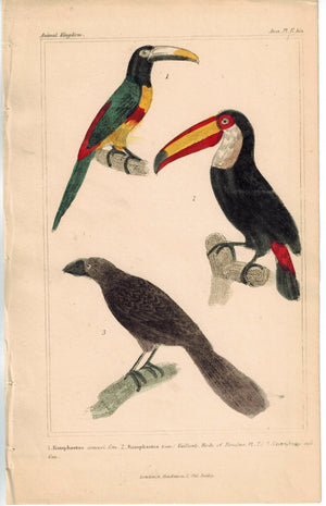 Birds Ramphastos & Vaillants Birds of Paradise 1837 Engraved Cuvier Print