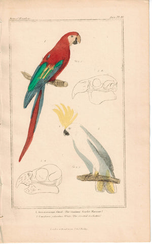 Birds Guaiana Scarlet Macaw & Crested Cockatoo 1837 Engraved Cuvier Print
