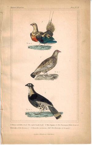 Birds Ruffed Heath Cock Ptarmigan & Arragon Partridge 1837 Cuvier Print
