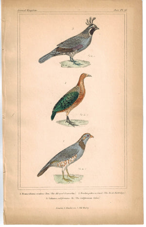 Birds All-eyed Francolin Rock Partridge & Californian Colin 1837 Cuvier Print