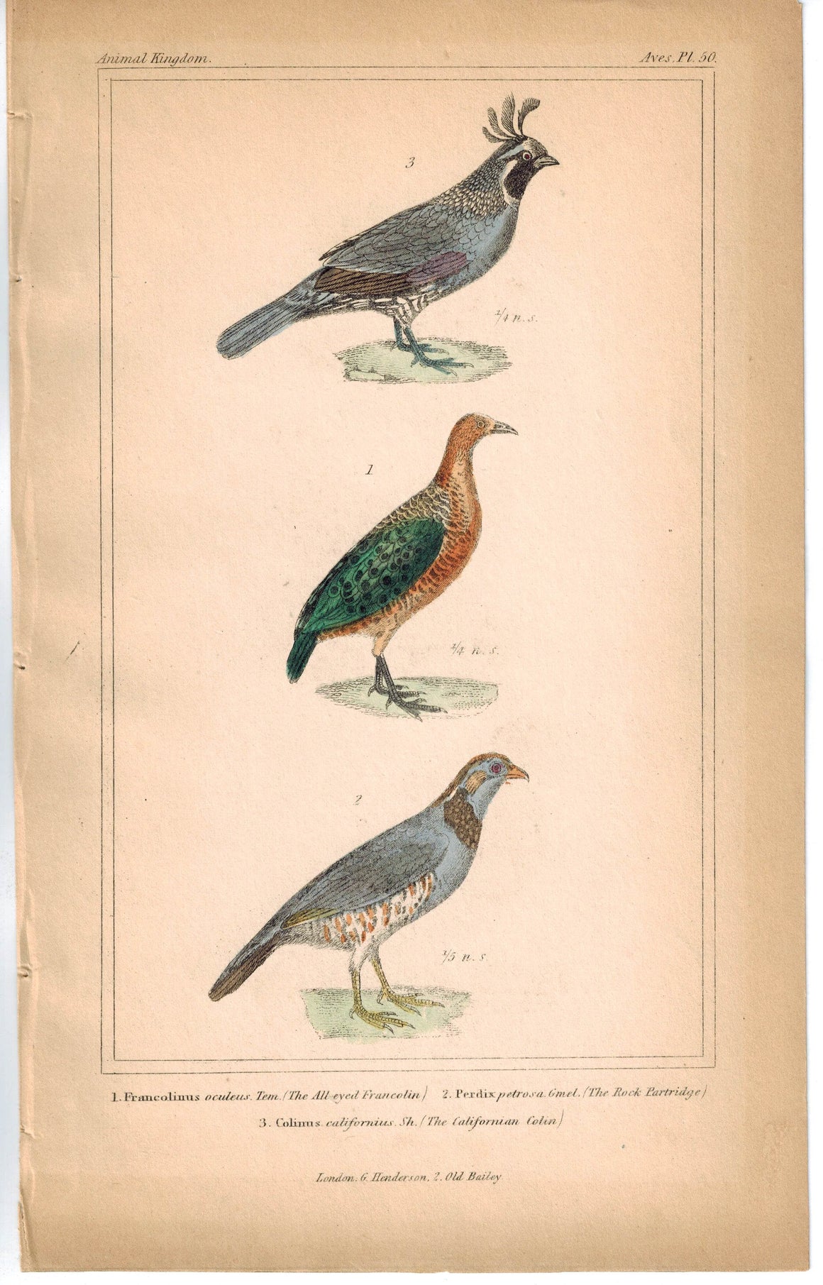 Birds All-eyed Francolin Rock Partridge & Californian Colin 1837 Cuvier Print