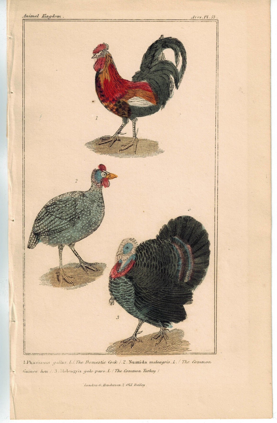 Birds Domestic Cock Hen & Turkey 1837 Antique Engraved Cuvier Print