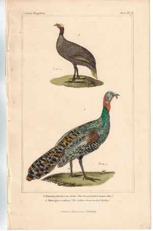 Birds Billed Guinea Hen & Golden Green-necked Turkey 1837 Cuvier Print