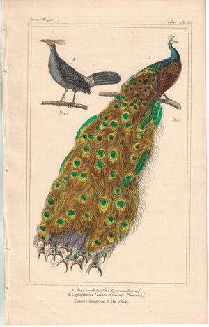 Birds Pavo Common Peacock & Cuvier's Pheasant 1837 Cuvier Print