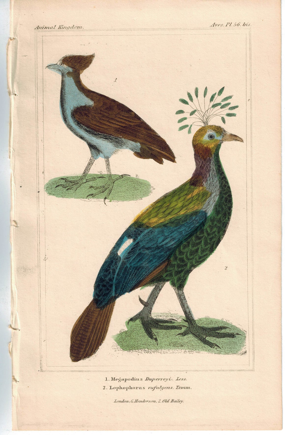 Birds Megapodius Duperreyi & Lophophorus Refulgens 1837 Cuvier Print