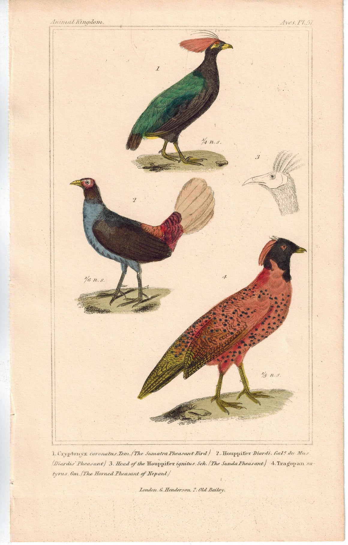 Birds Sumatra Pheasant Diardis Pheasant & Sunda Pheasant Color Cuvier Print