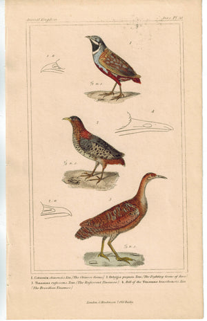 Birds Chinese Grouse & Brazilian Tinamoo 1837 Antique Engraved Cuvier Print