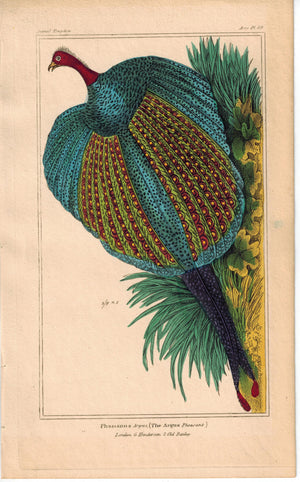 Birds The Argus Pheasant Amazing Colors 1837 Antique Hand Color Engraved Print