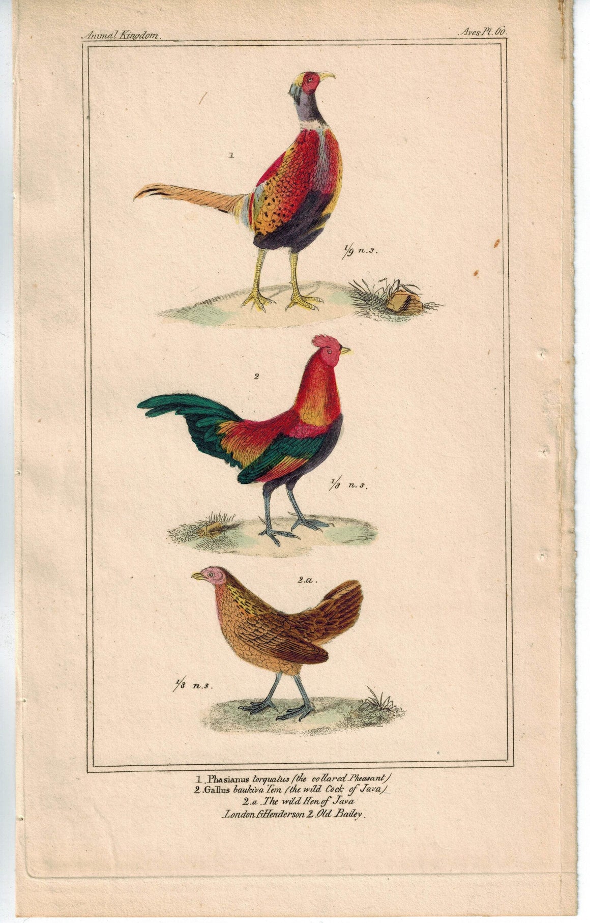 Birds Pheasant Wild Cock & Hen of Java 1837 Antique Engraved Cuvier Print