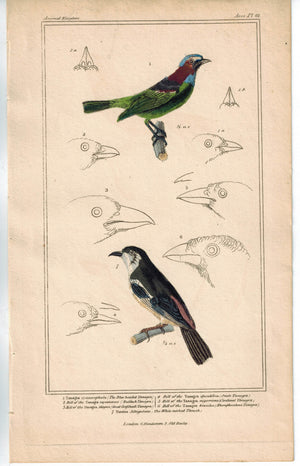 Birds Blue headed Tanagra & White necked Thrush 1837 Engraved Cuvier Print