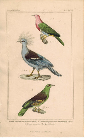 Birds Crowned Pigeon and Columba & Spicy Vinago 1837 Engraved Cuvier Print