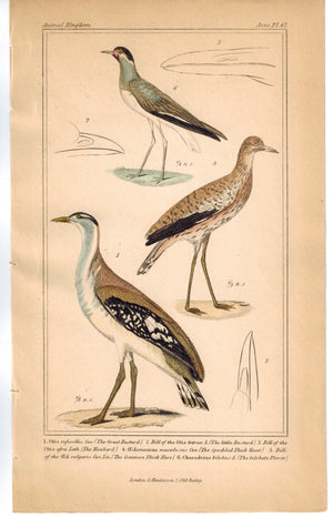 Birds Great Bustard Spotted Thick Knee & Plover 1837 Engraved Cuvier Print