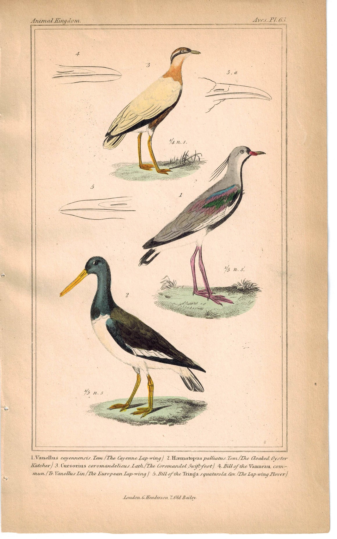 Birds Cayenne Lapwing Cloaked Oystercatcher & Coromandel Swift-foot Cuvier Print
