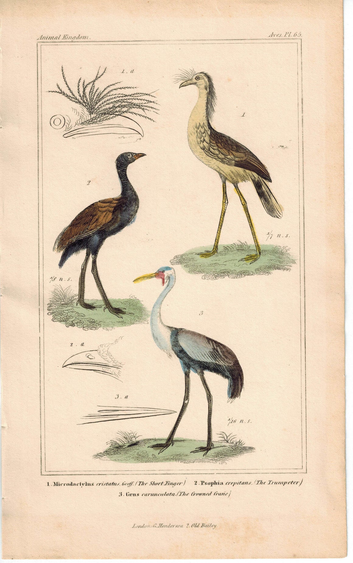 Birds Short Finger Trumpeter & Crowned Crane 1837 Cuvier Engraved Print