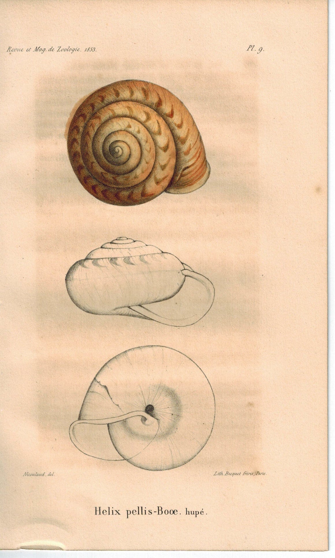 Snail Shell Helix Pellis-Booe 1853 Antique Colored Zoology Print