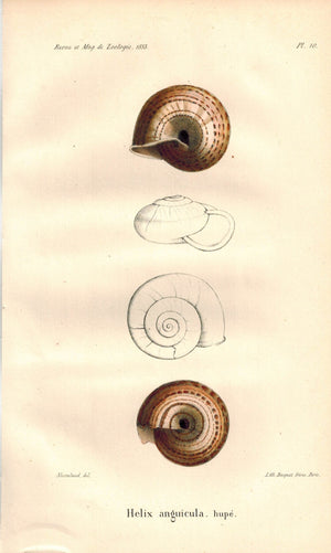 Snail Shell Helix Anguicula 1853 Antique Colored Zoology Print