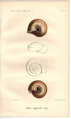 Snail Shell Helix Anguicula 1853 Antique Colored Zoology Print