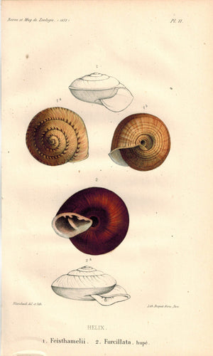 Snail Shell Feisthamelii Furcillata 1853 Antique Colored Zoology Print
