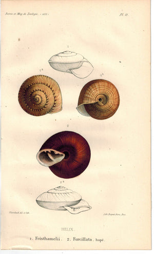 Snail Shell Feisthamelii Furcillata 1853 Antique Colored Zoology Print