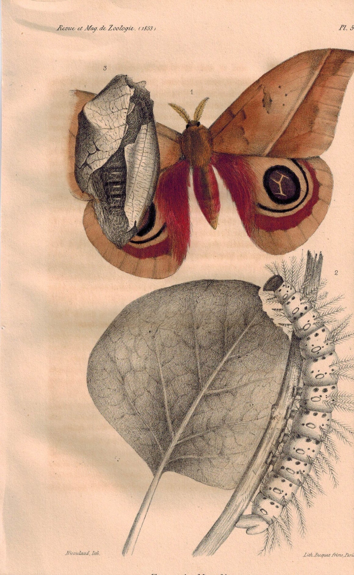 Saturnia Meztli Moth 1853 Antique Colored Zoology Print