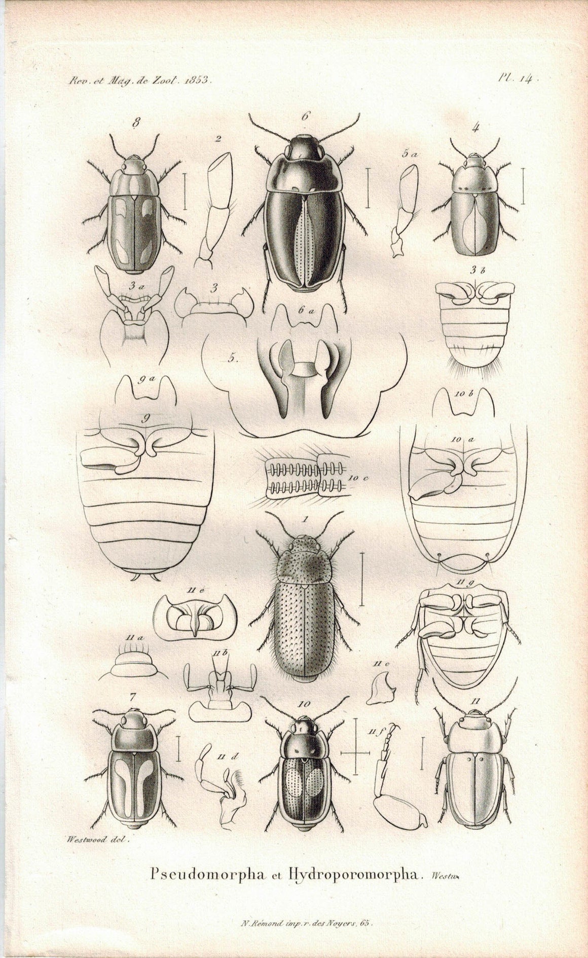 Pseudomorpha Hydrophromorpha Insect 1853 Antique Entomology Print