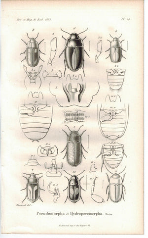 Pseudomorpha Hydrophromorpha Insect 1853 Antique Entomology Print