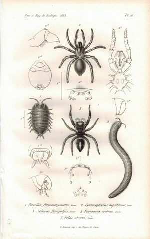 Spider Millipede Woodlice 1853 Antique Entomology Print A