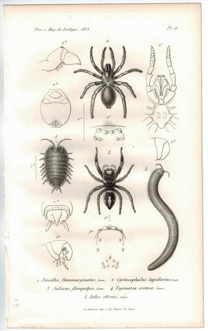 Spider Millipede Woodlice 1853 Antique Entomology Print A