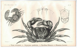 Halloween Crab 1853 Antique Zoology Print