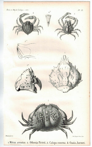 Box Crab 1853 Antique Zoology Print A
