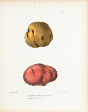 1849 Pl 1 b. Yellow Round Pink Eye, Peach Blow - Emmons 
