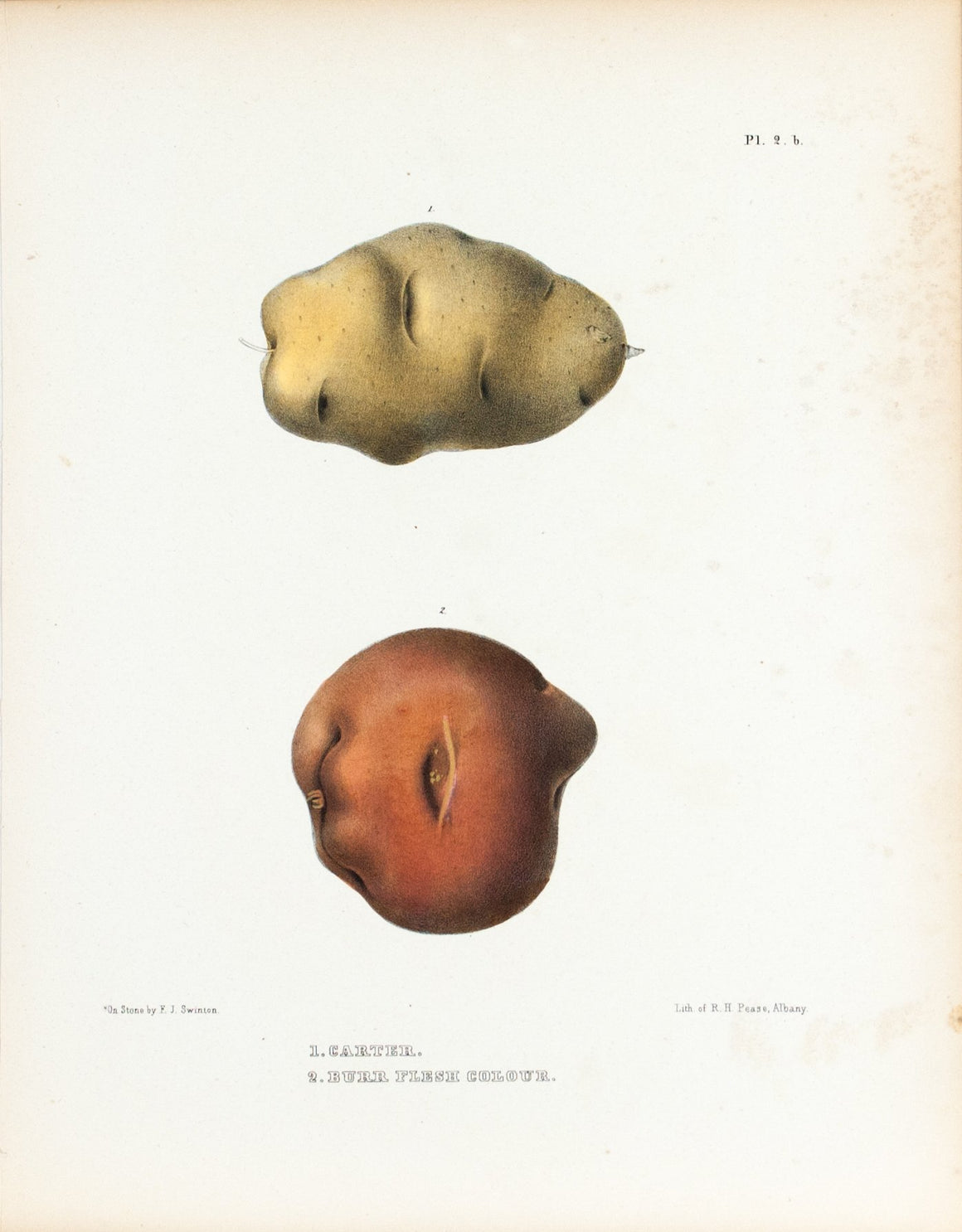 1849 Pl 2 b. Carter, Burr Flesh Colour - Emmons 