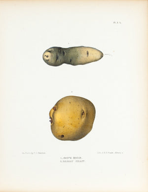 1849 Pl 3 b. Cow's Horn, Early Shaw - Emmons 